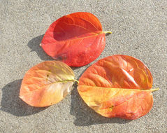 Image of japanese persimmon