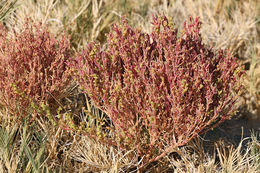 Image of Western Seepweed
