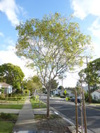 Image of common hackberry