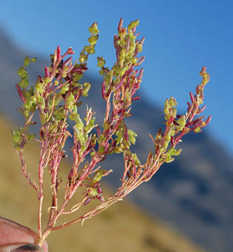 Image of Western Seepweed