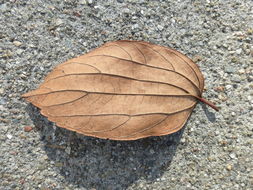 Image of common hackberry