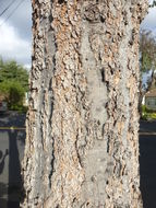 Image of common hackberry