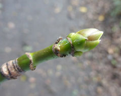 Image of bigleaf maple