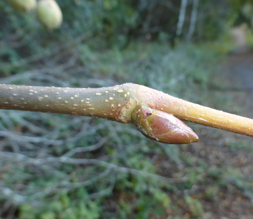 Imagem de Aesculus californica (Spach) Nutt.