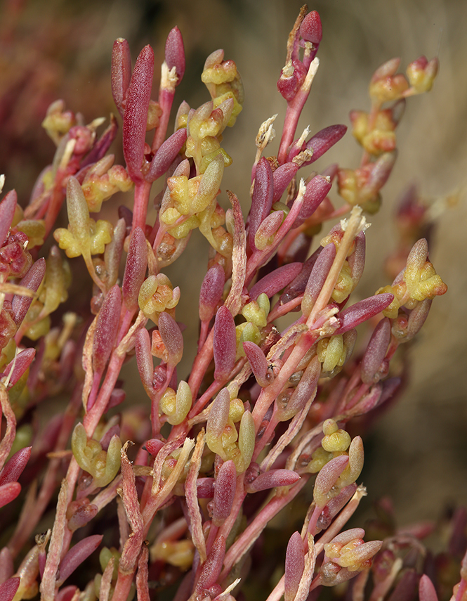 Image of Western Seepweed