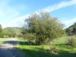 Image of arroyo willow