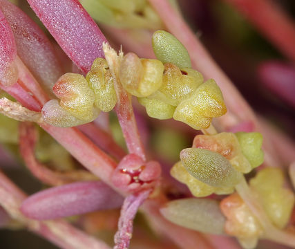 Plancia ëd Suaeda occidentalis (S. Wats.) S. Wats.