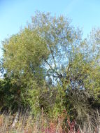 Image of arroyo willow