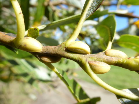 Salix lasiolepis Benth. resmi