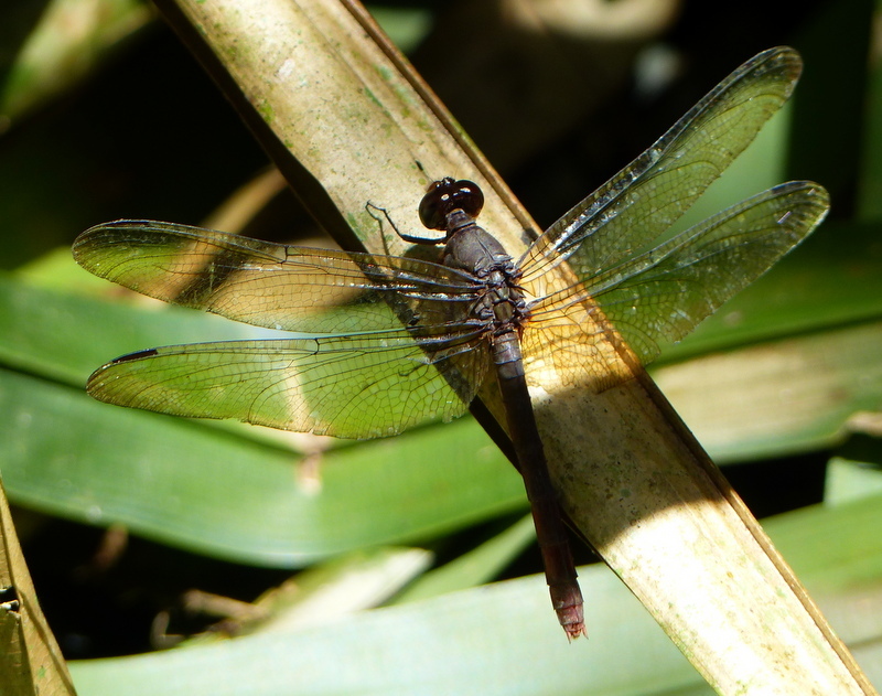 Image of Black Pondhawk