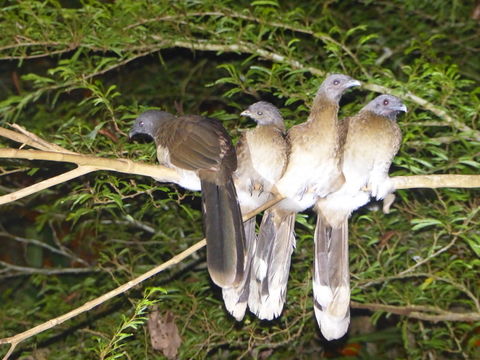 Image of Gray-headed Chachalaca