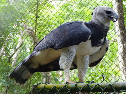 Image of American Harpy Eagle