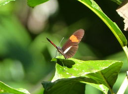 Image of Crimson Patched Longwing