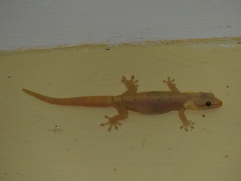 Image of Common Smooth-Scaled Gecko