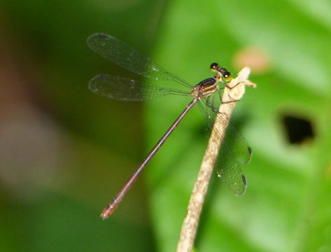 Image of Heteragrion Selys 1862