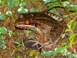 Image of rufous frog