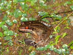 Image of rufous frog