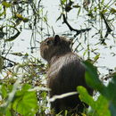 Image of Lesser Capybara