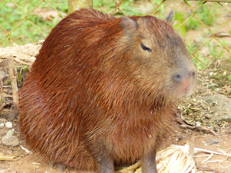 Image of Lesser Capybara