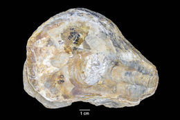 Image de <i>Ostrea stewarti</i>