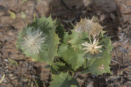 Plancia ëd Acourtia nana (A. Gray) Reveal & R. M. King