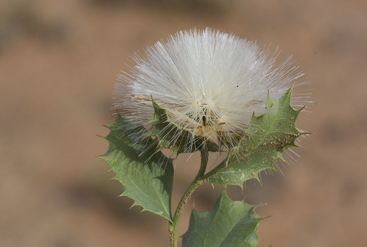 Image of dwarf desertpeony