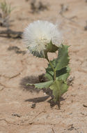 Image of dwarf desertpeony