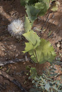 Image of dwarf desertpeony