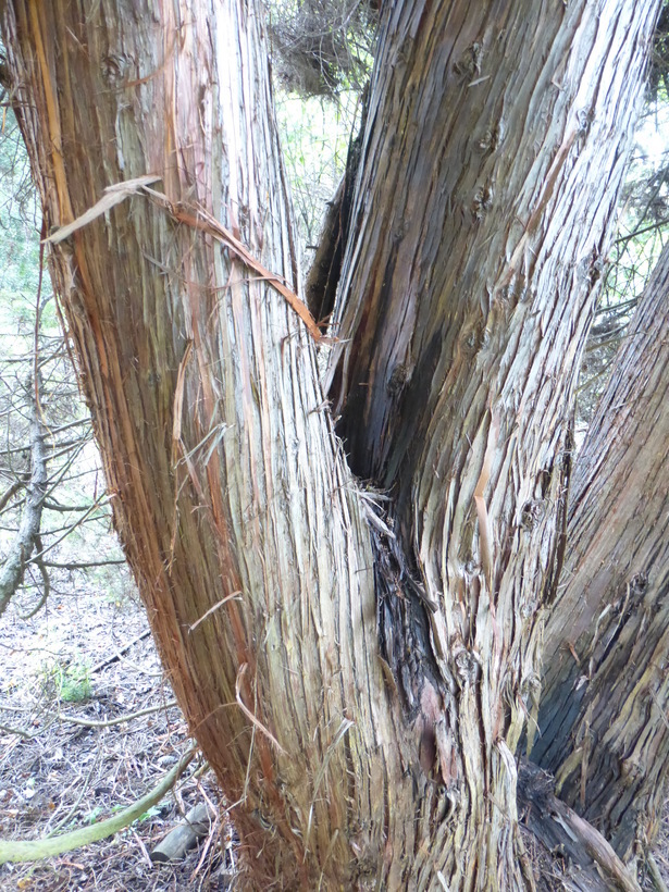 Image of Japanese Cedar