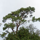 Plancia ëd Pinus patula Schiede ex Schltdl. & Cham.