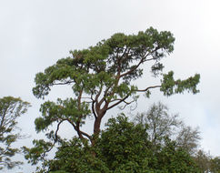 Image of Jelecote Pine