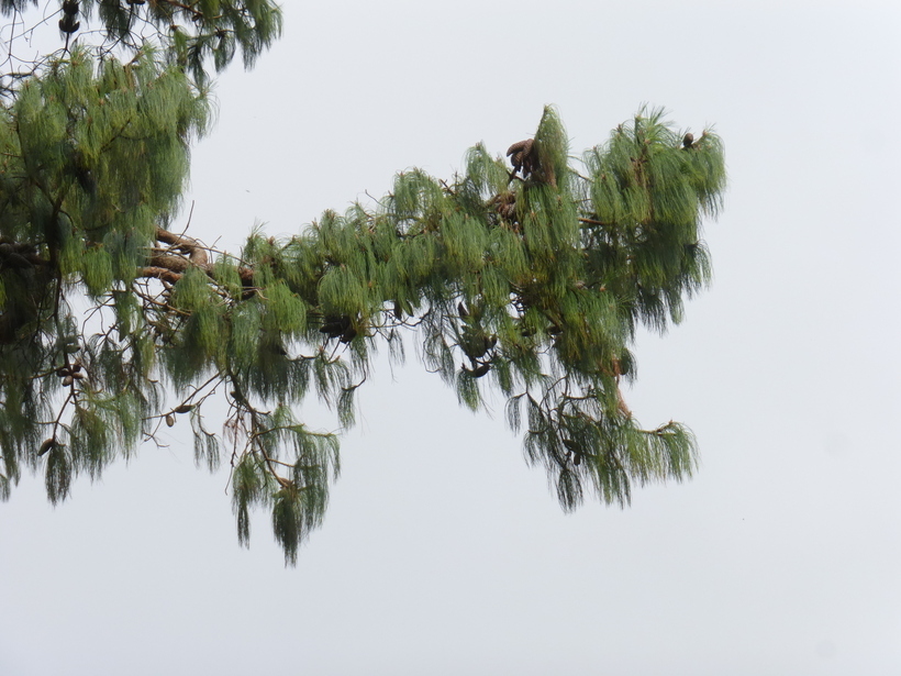 Image of Jelecote Pine