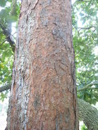 Image of Jelecote Pine