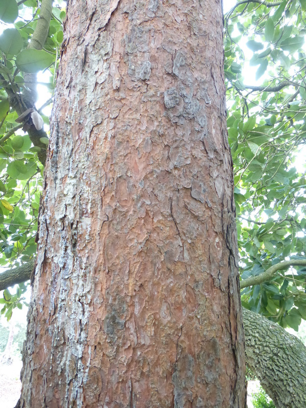 Image of Jelecote Pine