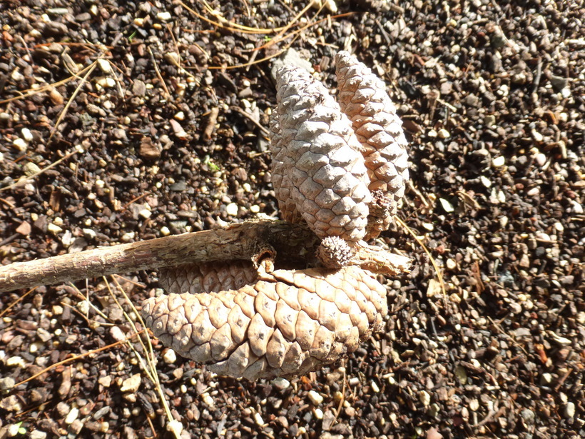 Image of Jelecote Pine