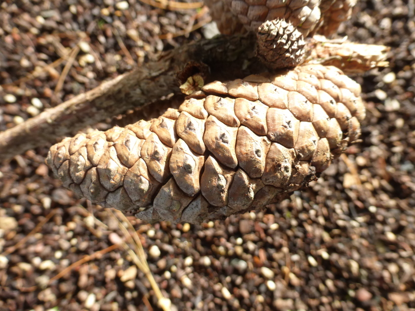 Image of Jelecote Pine