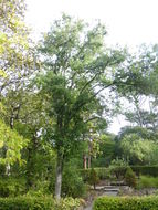 Imagem de Quercus myrsinifolia Blume
