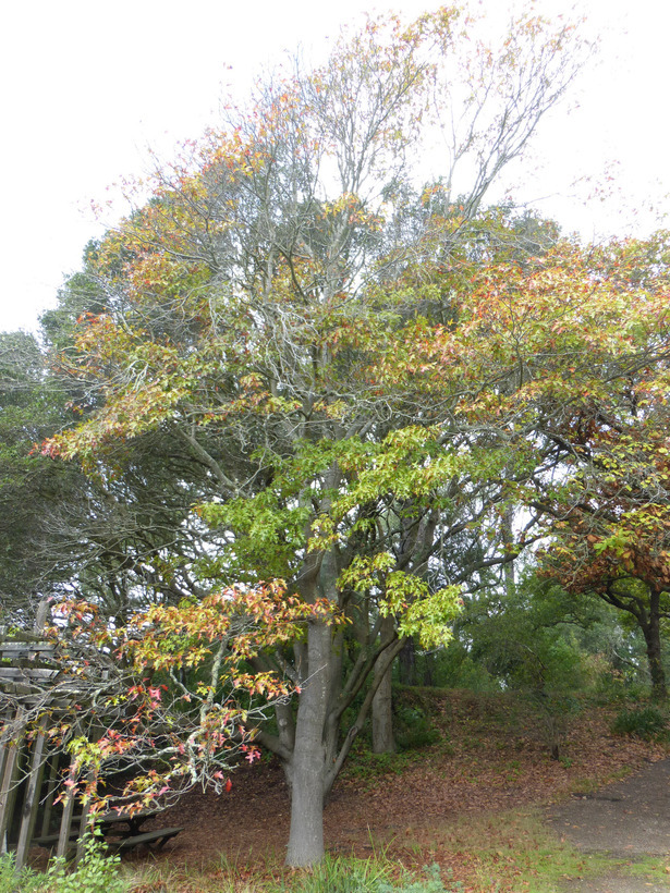 Image of Pin Oak