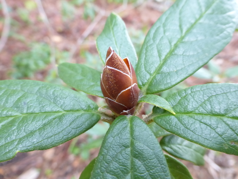 Image of <i>Rhododendron fragrantissimum</i>