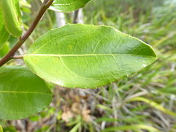 Image of Italian buckthorn