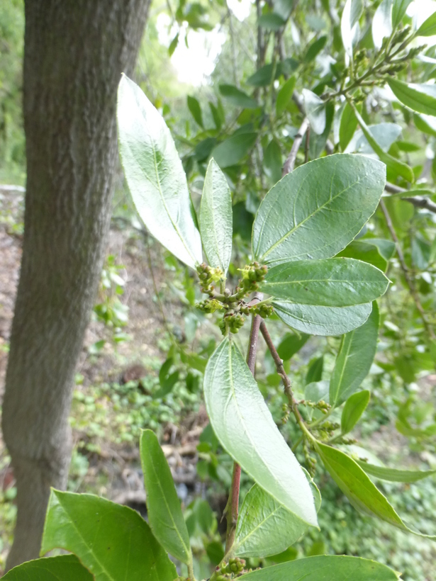 Image of Italian buckthorn