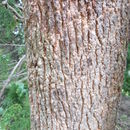 Image of Angophora melanoxylon F. Müll. ex R. T. Baker