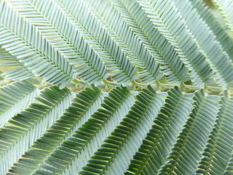 Image of Silver Wattle