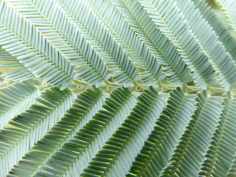 Image of Silver Wattle