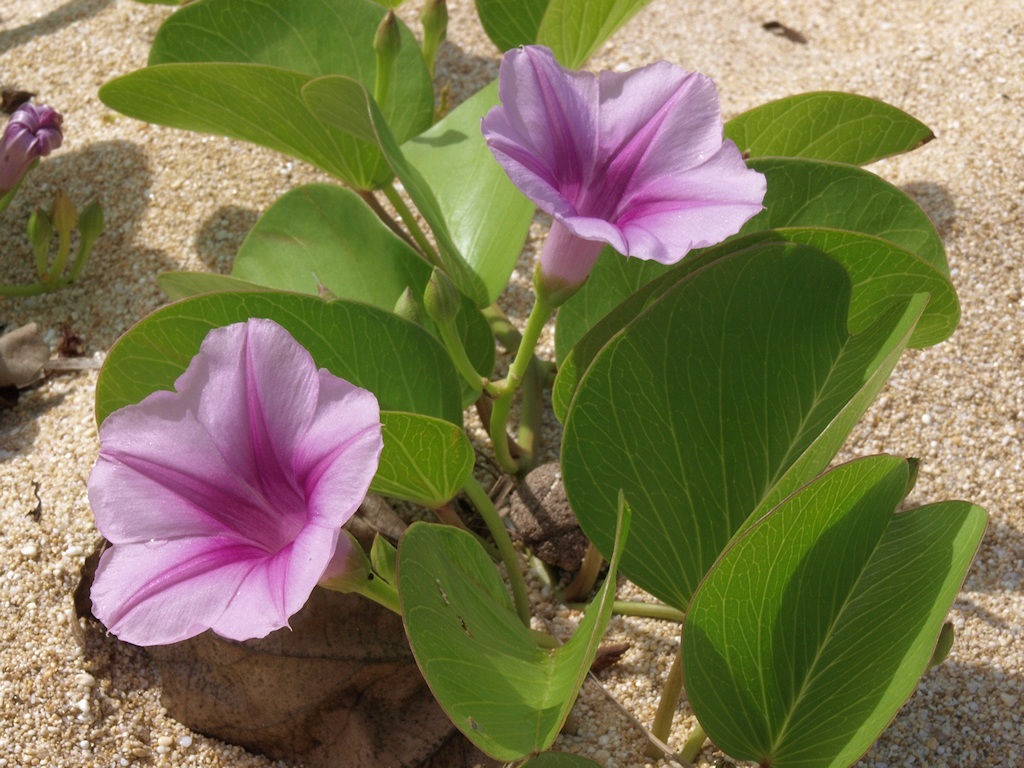 Ipomoea pes-caprae (L.) R. Brown resmi