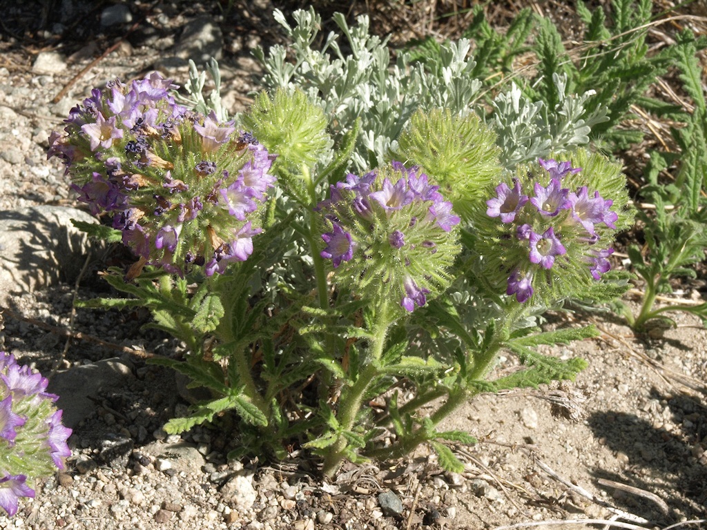 Image of Rothrock's fiddleleaf