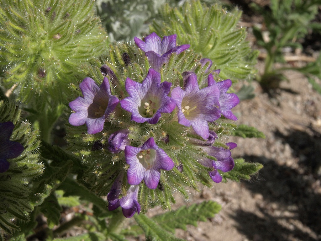 Image of Rothrock's fiddleleaf