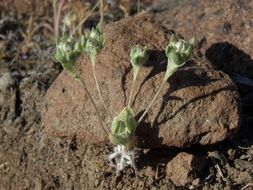 Image of baretwig neststraw