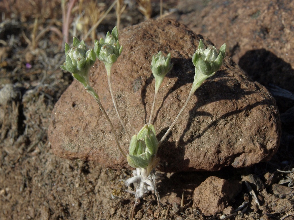 Слика од Stylocline psilocarphoides M. E. Peck