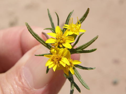 Imagem de Pectis angustifolia Torr.